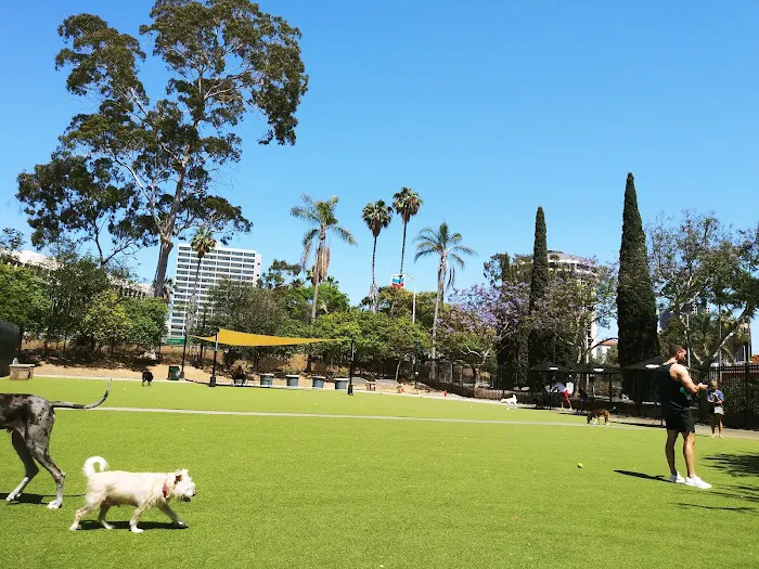 Little Italy Dog Park 2