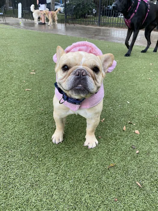 Little Italy Dog Park 6