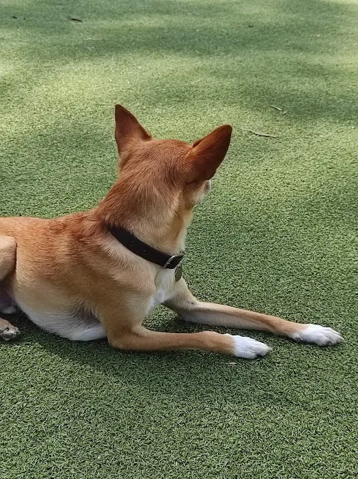 Little Italy Dog Park 7