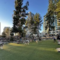 The Dog Park ico