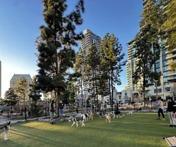 The Dog Park