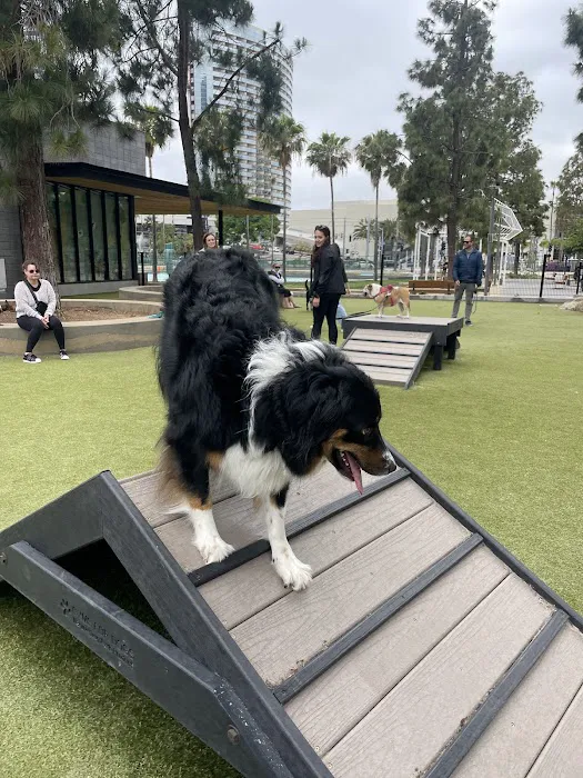 The Dog Park 9
