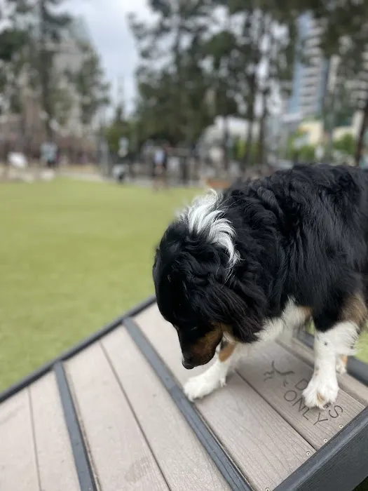 The Dog Park 7