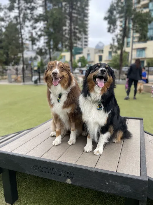 The Dog Park 6