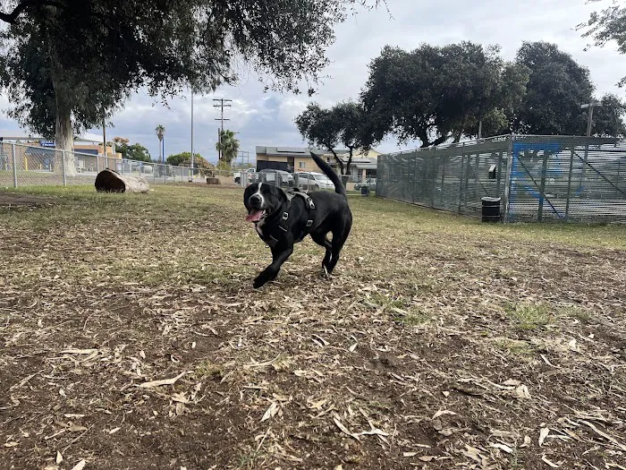 Memorial Dog Park 8