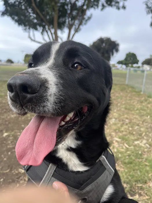 Memorial Dog Park 7