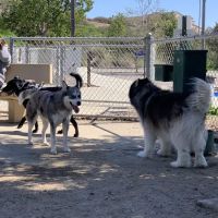 Mount San Miguel Dog Park ico