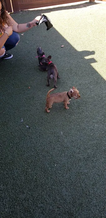 Mount San Miguel Community Park Dog Park 2