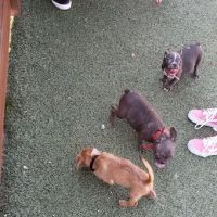 Mount San Miguel Community Park Dog Park ico