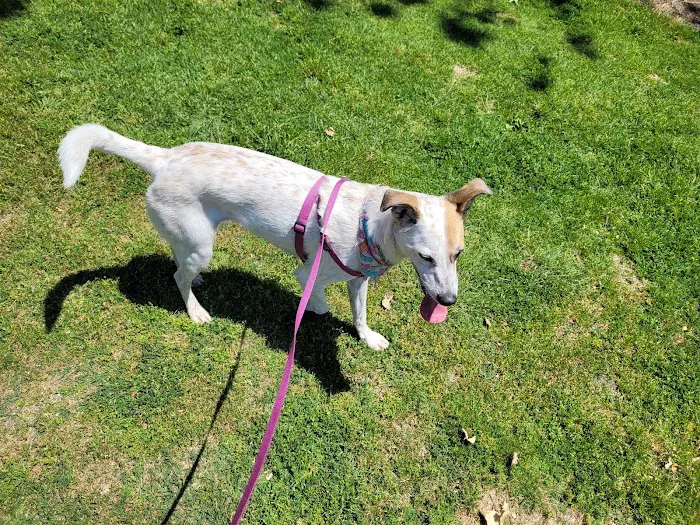 Rohr Dog Park 7