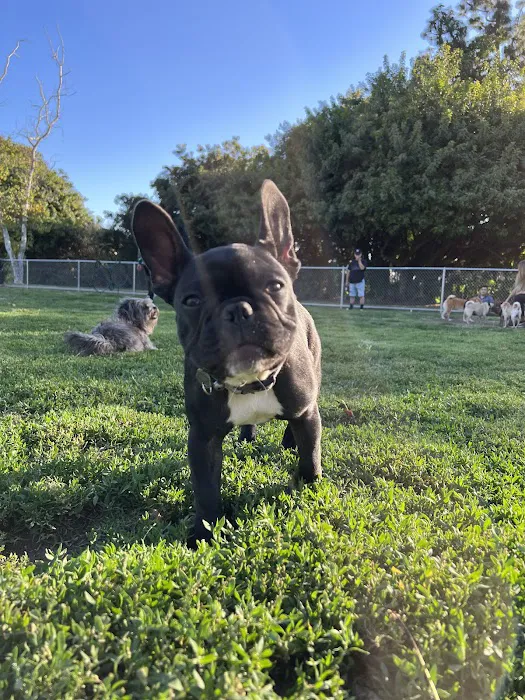 Rohr Dog Park 1