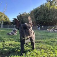 Rohr Dog Park ico