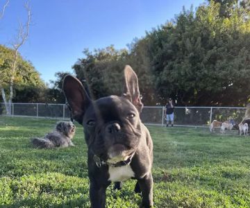 Rohr Dog Park