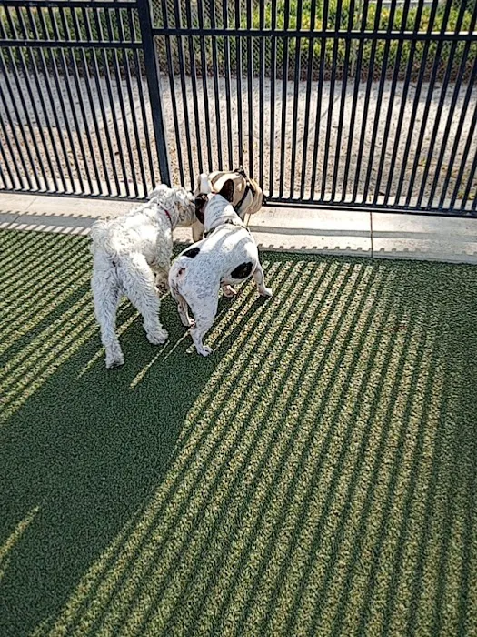 Town Center Dog Park 3