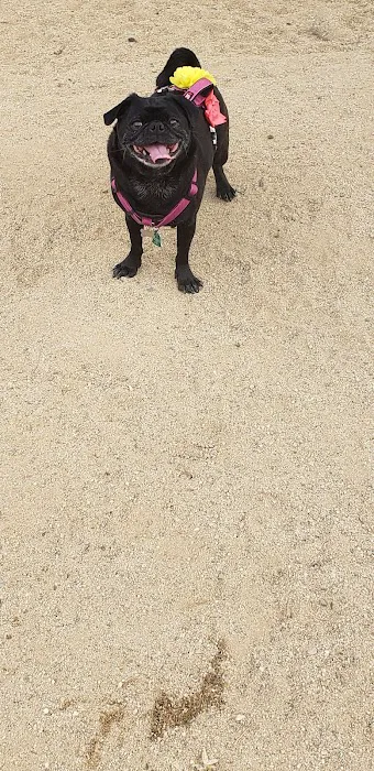 Town Center Dog Park 8
