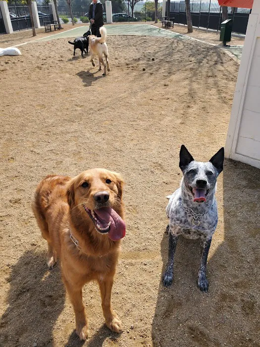Town Center Dog Park 10