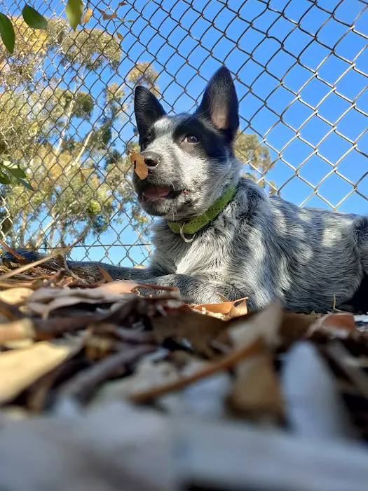 Eucalyptus Dog Park 8