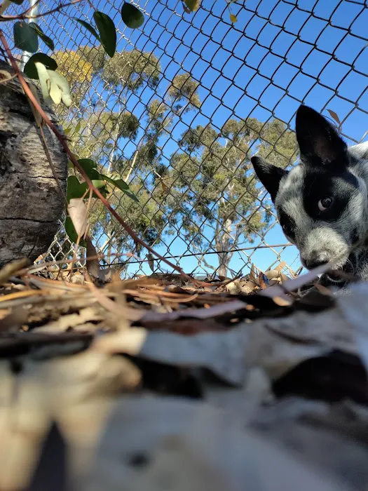 Eucalyptus Dog Park 9