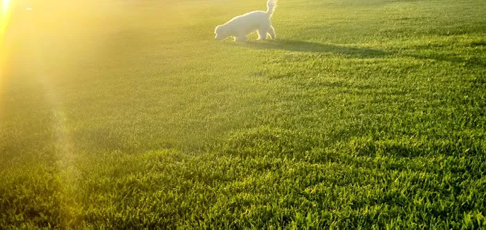 Coronado Cays Dog Park 9