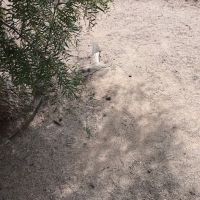 Dog park ico