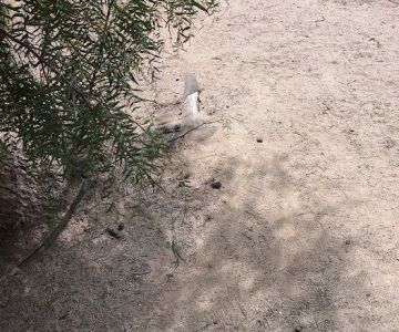 Dog park