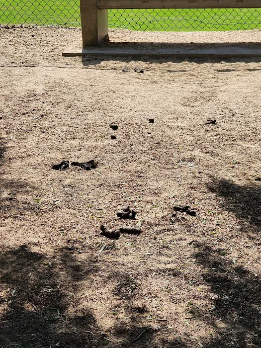 Dog park 10