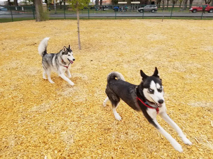 Coronado Dog Park 6