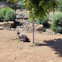 Kirtland Dog Park ico