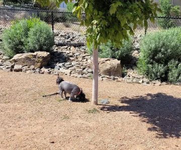 Kirtland Dog Park