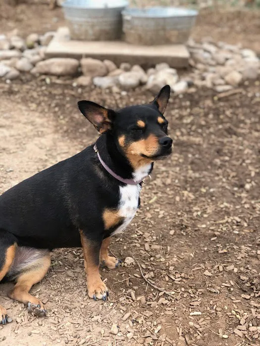 Tom Bolack Dog Park 2