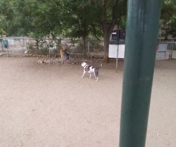 Tom Bolack Dog Park