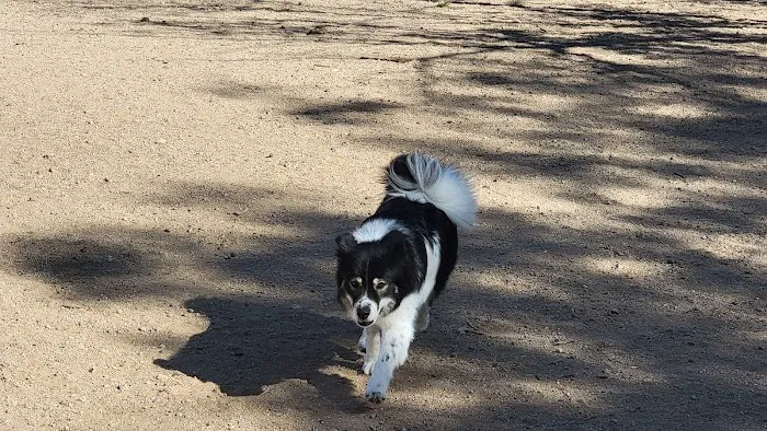 Tom Bolack Dog Park (Small & Large Dog Parks) 1