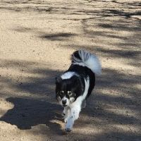 Tom Bolack Dog Park (Small & Large Dog Parks) ico