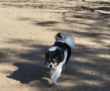 Tom Bolack Dog Park (Small & Large Dog Parks)