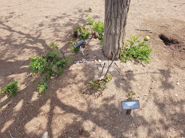Tom Bolack Dog Park (Small & Large Dog Parks) 10