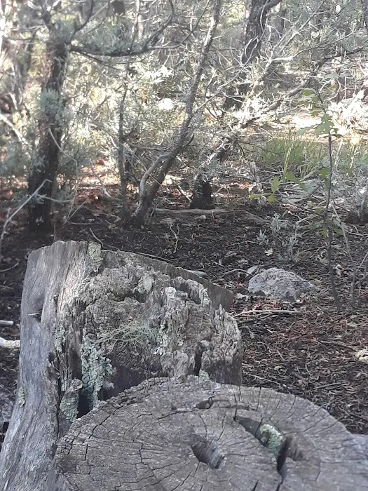 Montessa Dog Park 9