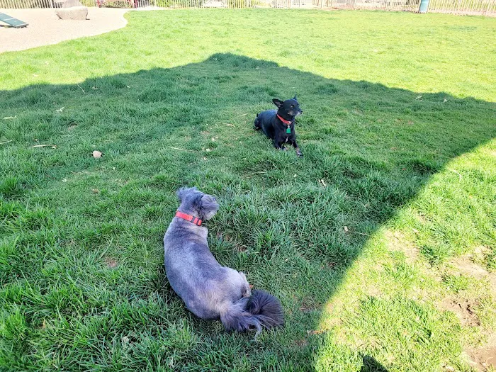 Abel's Dog Park 4