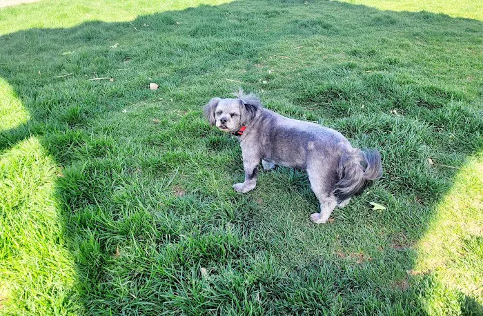 Abel's Dog Park 6