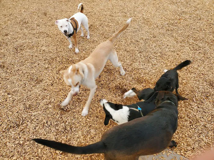 Santa Fe Village Dog Park 6