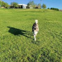 Santa Fe Village Dog Park ico