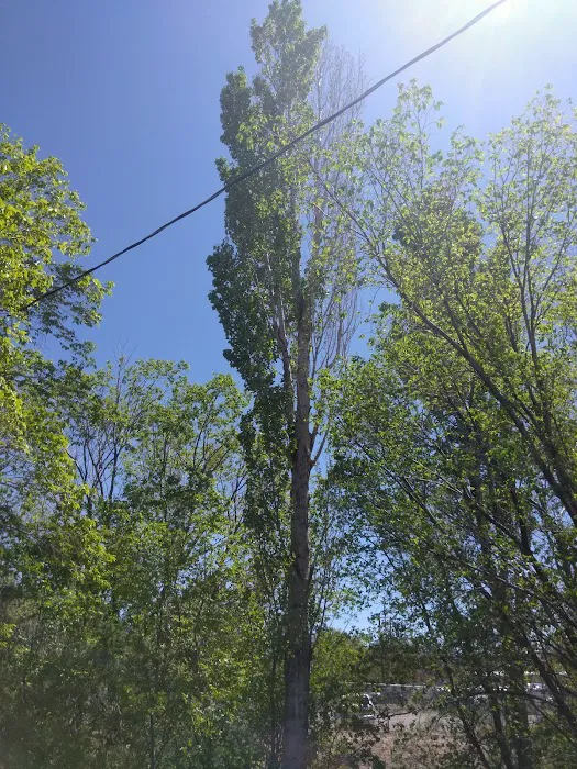Los Altos Park 9