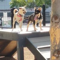 Cottonwood Mall Dog Park ico