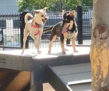 Cottonwood Mall Dog Park