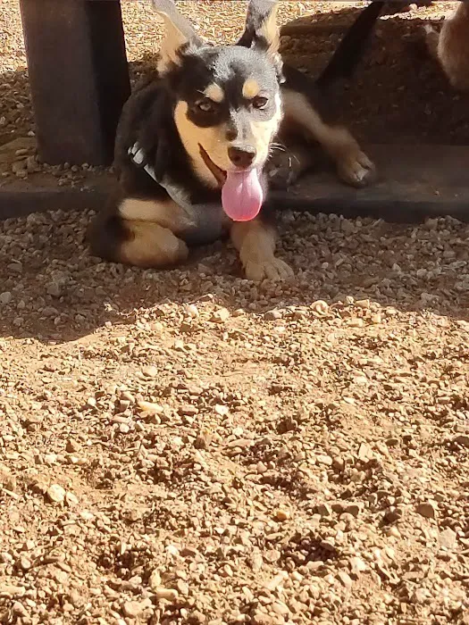 Cottonwood Mall Dog Park 2