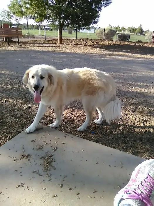 North Domingo Baca Dog Park 5