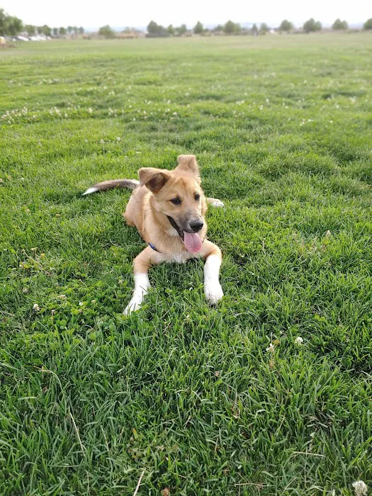 North Domingo Baca Dog Park 8