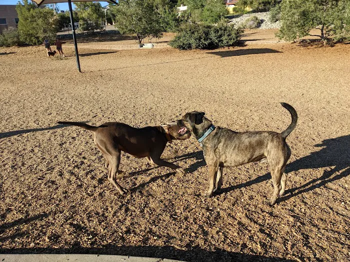 Skyline Dog Park 10
