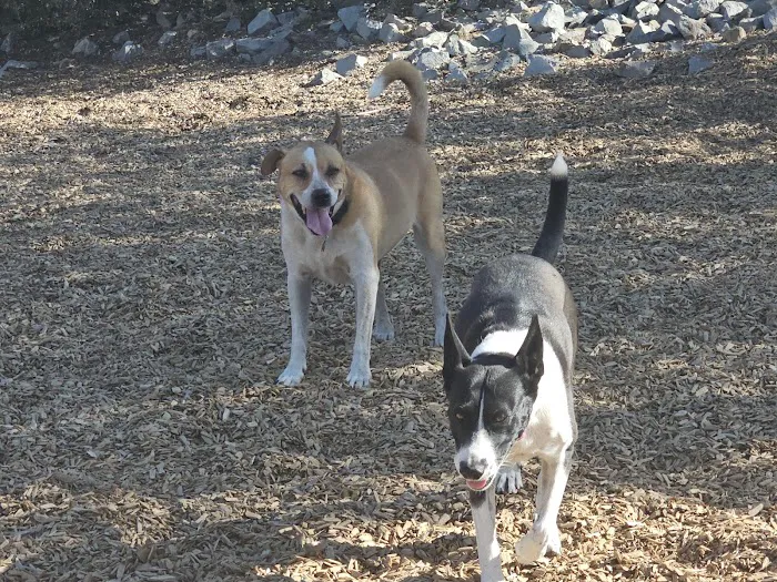Skyline Dog Park 9