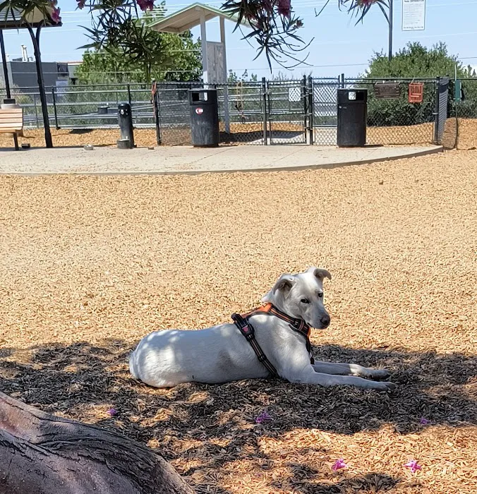 Skyline Dog Park 8