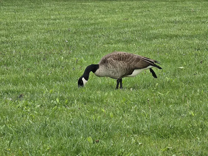 Scioto Audubon Dog Park 1
